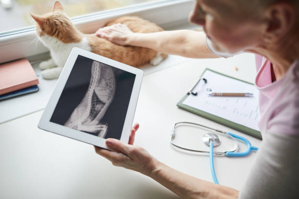 Doctor examining the x-ray image Close-up of vet doctor holding digital tablet and examining the x-ray image of cat's body in vet clinic russian mature women pictures stock pictures, royalty-free photos & images