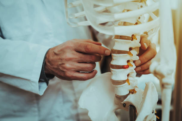 Doctor Holding and Showing Vertebrae on Skeleton Doctor is Working in Office. Doctor is Old Caucasian Man. Person is Wearing White Robe. Man is Holding and Showing Vertebrae on Skeleton. Closeup View of Vertebrae on Skeleton. Daytime. human bone stock pictures, royalty-free photos & images