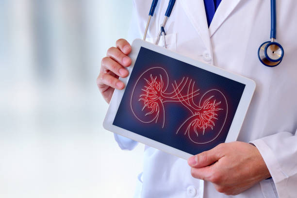 Doctor showing a kidney on a tablet closeup stock photo