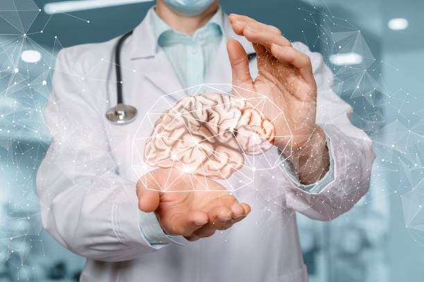 Doctor shows a model of the brain for research . stock photo
