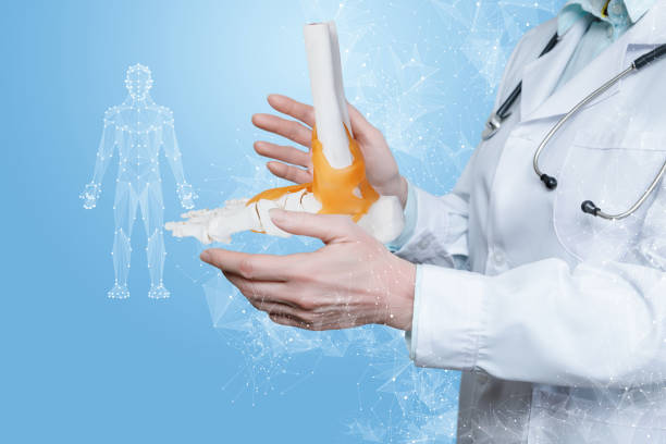 Doctor shows ankle joint . stock photo