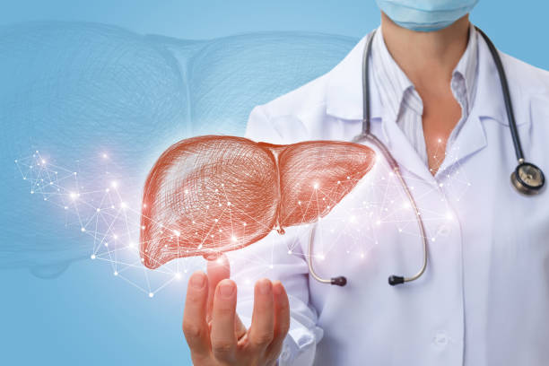 Doctor shows liver in hand . stock photo
