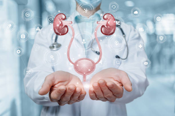 Doctor shows the urinary system . stock photo