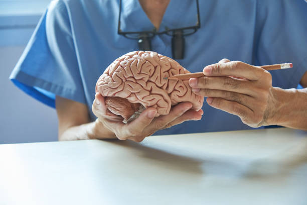 Doctor using pencil to demonstrate anatomy of brain model Doctor using pencil to demonstrate anatomy of artificial human brain model in medical office neurologist stock pictures, royalty-free photos & images