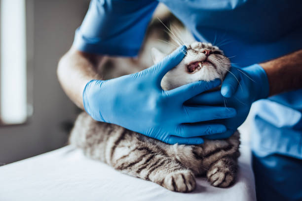 Doctor veterinarian at clinic. stock photo