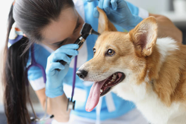 Doctor veterinarian examining ear of sick dog with otoscope in clinic stock photo