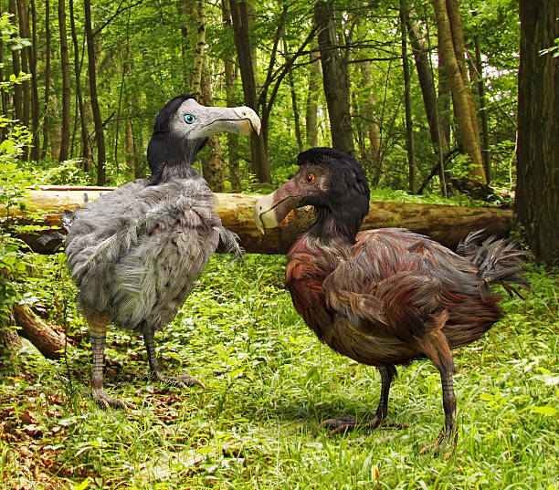Dodo Birds In Forest An illustration of a male and female Dodo Birds in a forest. The dodo (Raphus cucullatus) is an extinct flightless bird that was endemic to the island of Mauritius, east of Madagascar in the Indian Ocean.  historical reenactment stock pictures, royalty-free photos & images