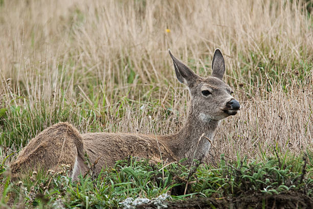 Doe Laying in the Grass The Blacktail Deer (Odocoileus hemionus) lives on the edge of the forest, as the dark interior lacks the underbrush and grasses the deer prefers as food, and completely open areas lack the hiding spots and cover it prefers for harsh weather. Deer are most often seen grazing in the early morning and evening when the temperature is cooler. This doe was photographed at the Sea Lion Overlook in Point Reyes National Seashore, California, USA. jeff goulden deer stock pictures, royalty-free photos & images