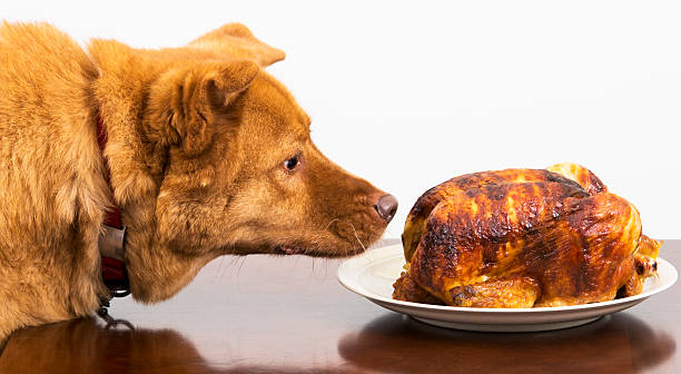 Dog about to eat rotisserie chicken stock photo