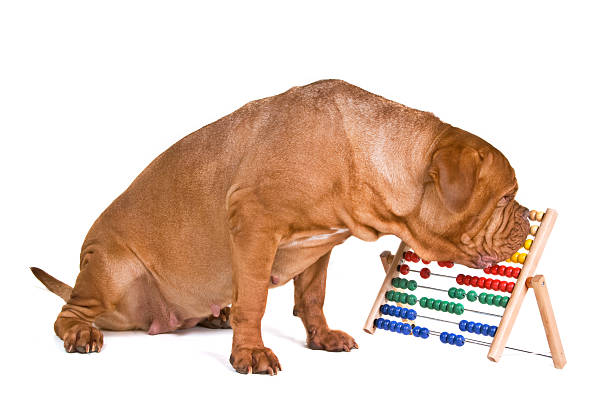 Dog Accounting stock photo