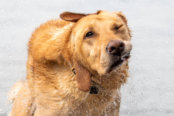 Dog After Swimming Wet dog shaking off a swim michelle tresemer stock pictures, royalty-free photos & images