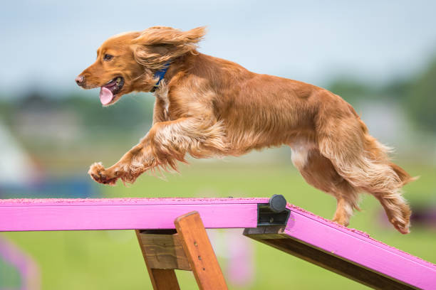 hond agility - agility stockfoto's en -beelden