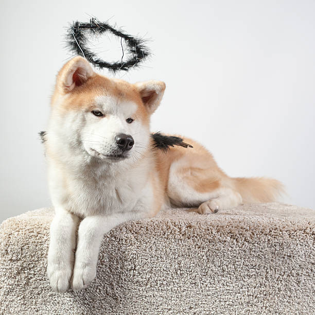 dog akita inu black angel stock photo