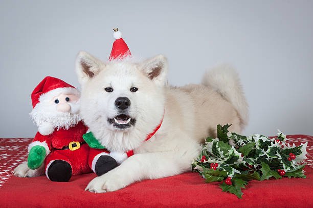 dog akita inu christmas stock photo