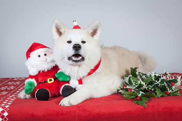 dog akita inu christmas stock photo