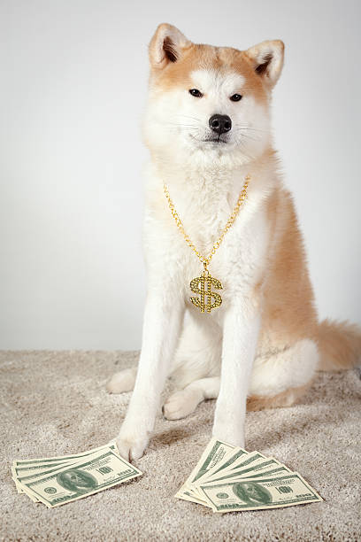 dog akita inu dealer stock photo