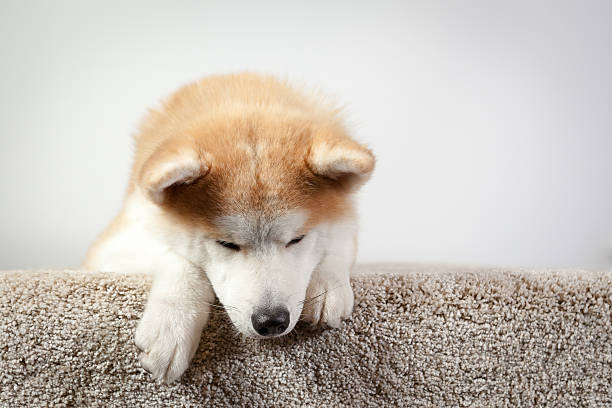 dog akita inu down stock photo