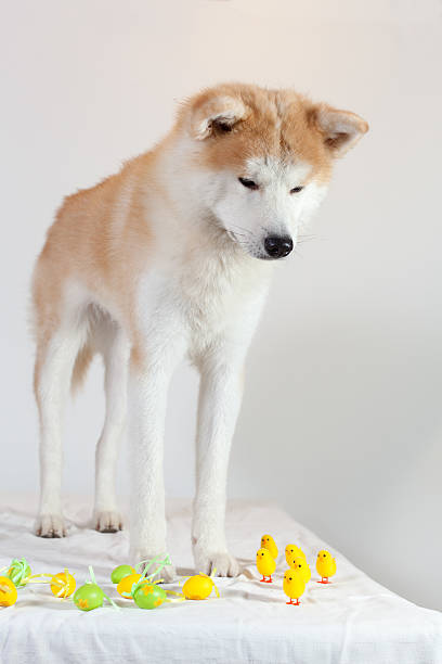 dog akita inu happy easter stock photo