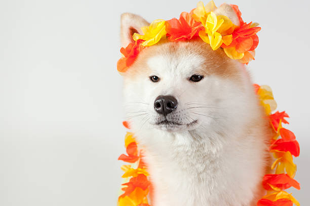 dog akita inu hawai stock photo