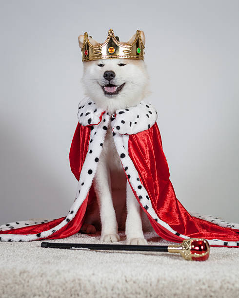 dog akita inu king stock photo