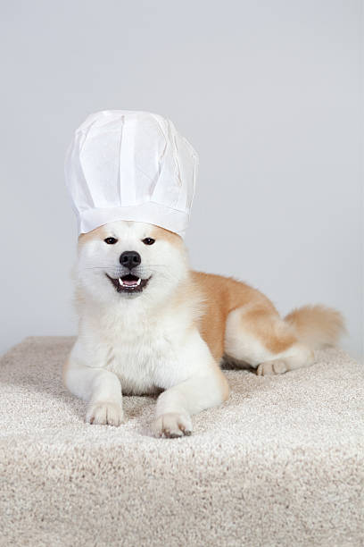 dog akita inu kitchen chief stock photo