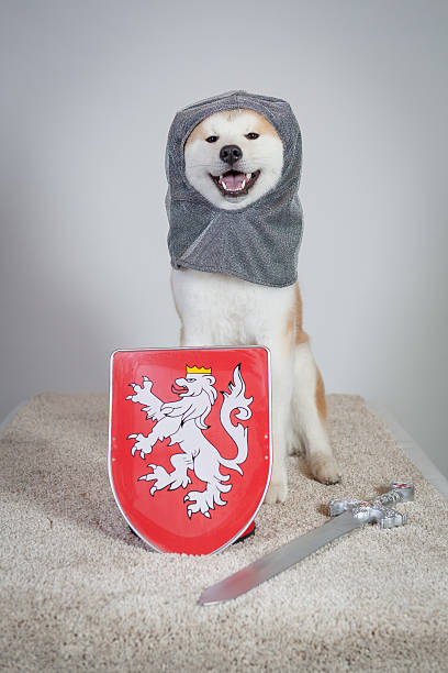 dog akita inu knight stock photo