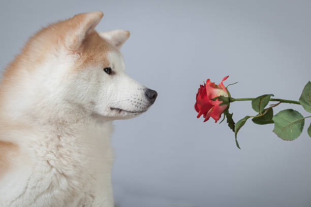 dog akita inu love valentine's day stock photo