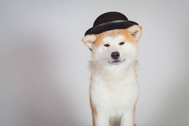 dog akita inu melon has stock photo