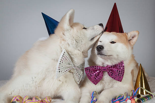 dog akita inu party dress stock photo
