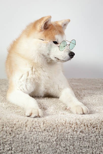 dog akita inu professor stock photo