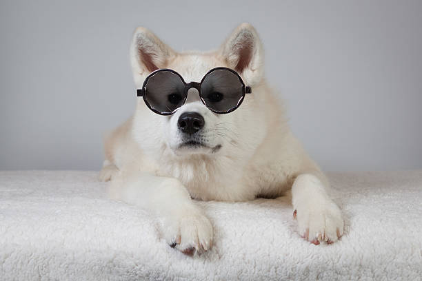dog akita inu sunglasses stock photo
