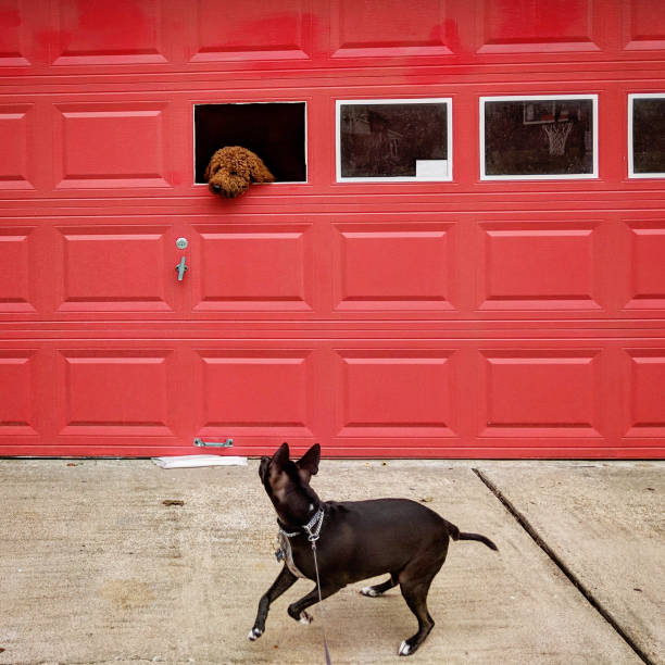 Dog Alarmed by Dog in Garage Window stock photo