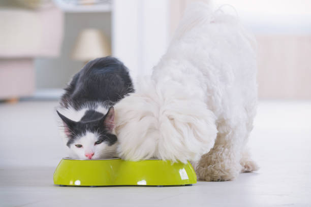Dog and cat eating food from a bowl Little dog maltese and black and white cat eating food from a bowl in home hungry photos stock pictures, royalty-free photos & images