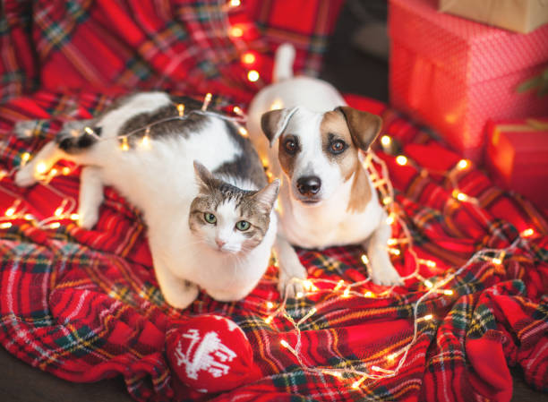hond en kat in kerstdecoratie - christmas cat stockfoto's en -beelden