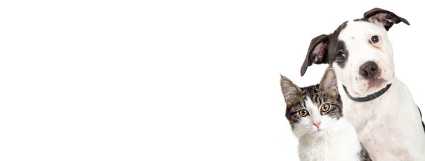 Dog and Cat on Side of White Web Banner Cute dog and cat closeup peeking out of side of white horizontal web banner cats stock pictures, royalty-free photos & images