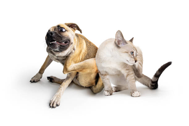 Dog and Cat Together Scratching Itchy Skin stock photo