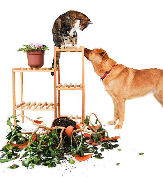 Dog and Cat troublemakers stock photo
