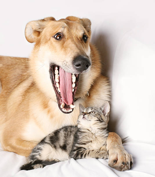 Dog and Kitten stock photo