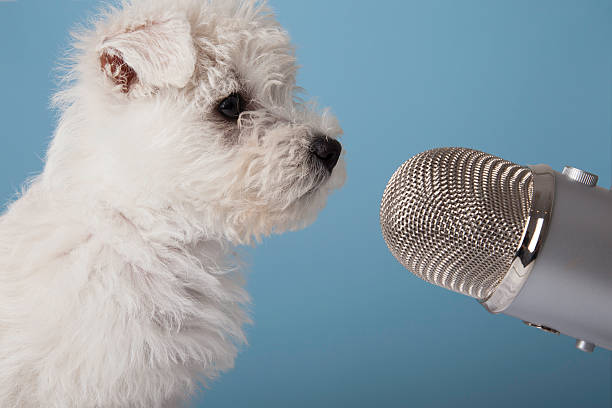 Dog and microphone stock photo