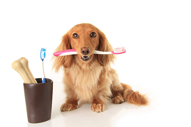 Dog and tooth brush Dachshund dog holding a toothbrush. animal teeth stock pictures, royalty-free photos & images