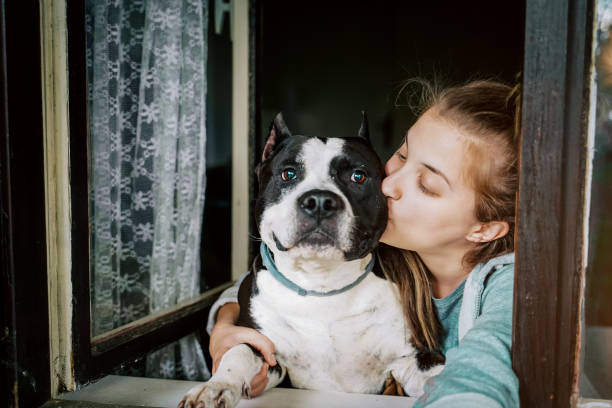 Dog and young female look out a home window Window, Dog, Open, Domestic Life pit bull terrier stock pictures, royalty-free photos & images