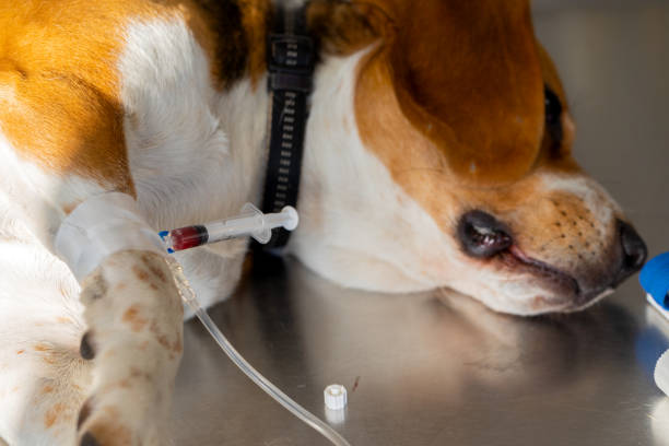 Dog anesthesia stock photo