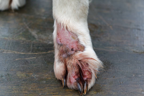 Dog animal skin disease stock photo