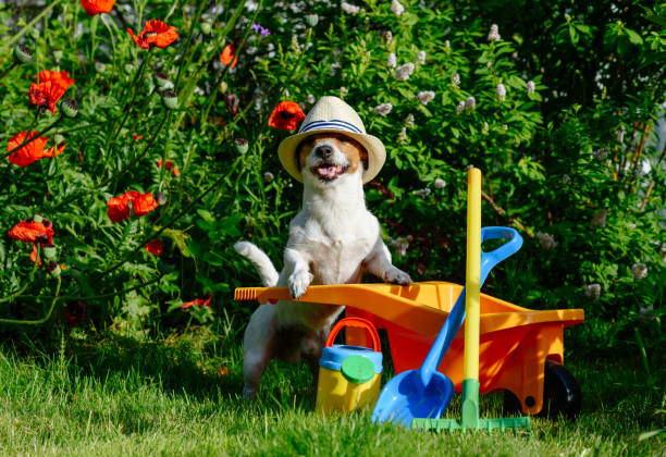 Dog as funny gardener with garden  tools and wheelbarrow near poppy flowers Jack Russell Terrier at sunny summer day at garden cart photos stock pictures, royalty-free photos & images