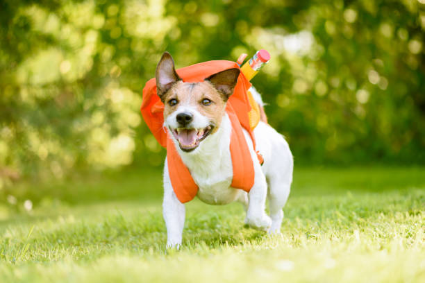 Dog as funny schoolboy going back to school with backpack full of school supplies stock photo