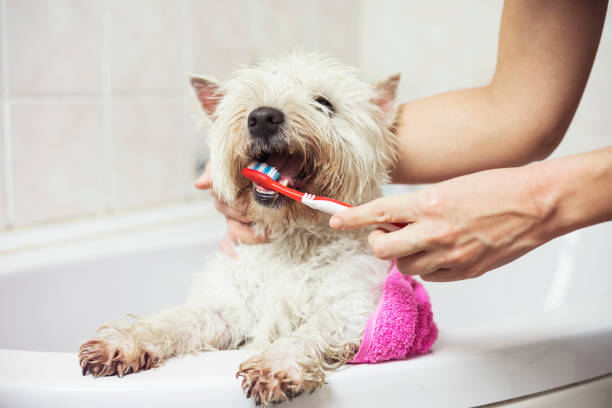 Dog bath Home bathing and teeth brushing cute west highland white terrier dog animal teeth photos stock pictures, royalty-free photos & images
