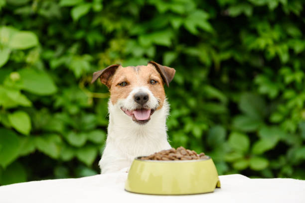 Dog behind table with bowl full of dry food stock photo