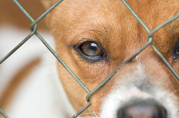 Dog behind wire mesh stock photo