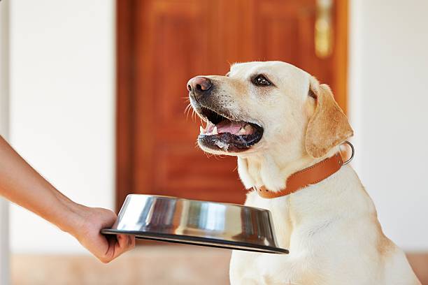 A dog being offered a silver food bowl stock photo