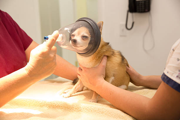 Dog being put to sleep with anesthesia at vet A small dog is being put to sleep with anesthesia in preparation of having his teeth cleaned.  RM vet school stock pictures, royalty-free photos & images